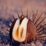 L'administration Biden lance une bouée de sauvetage au tétras des armoises