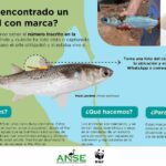Si vous pêchez le mulet dans la Mar Menor, recherchez cette marque