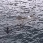 Des marins réagissent immédiatement en voyant ce qui se trouve dans l’eau