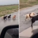 Une Bande de Chiots Perdus Court sur la Route à la Recherche d’Aide