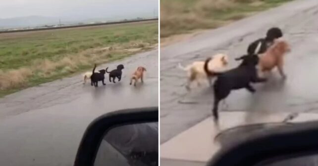 Bande de Chiots Perdus
