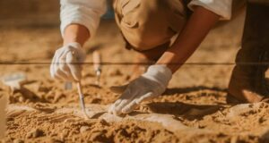 Selvas Australia descubren insectos acuáticos