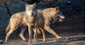 Día Internacional del Lobo 2024 peligro