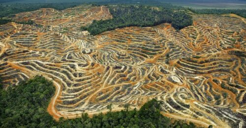 qu-est-ce-que-la-surexploitation-des-ressources-naturelles-esp-ces