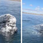 Une baleine s’approche d’un capitaine de bateau pour lui demander une faveur utile