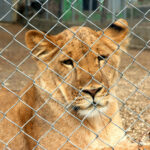 Journée mondiale des animaux 2024, les zoos oui ou non, telle est la question