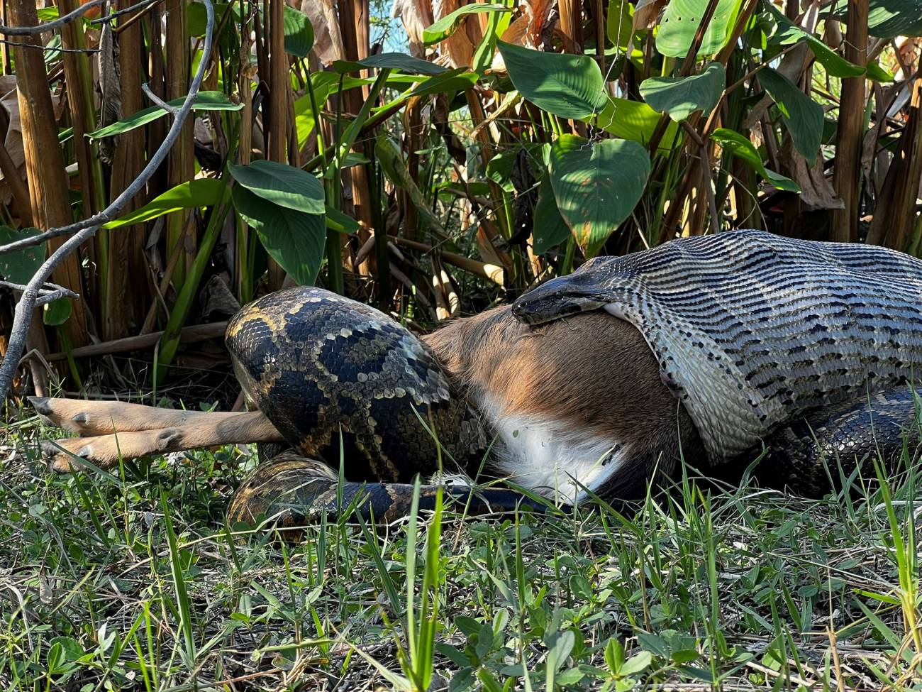 Les pythons birmans ont un impact négatif sur les écosystèmes - Espèces ...