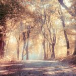 Ocre, marron, marron, or, telles sont les couleurs de l'automne, mais pourquoi les feuilles brunissent-elles ?