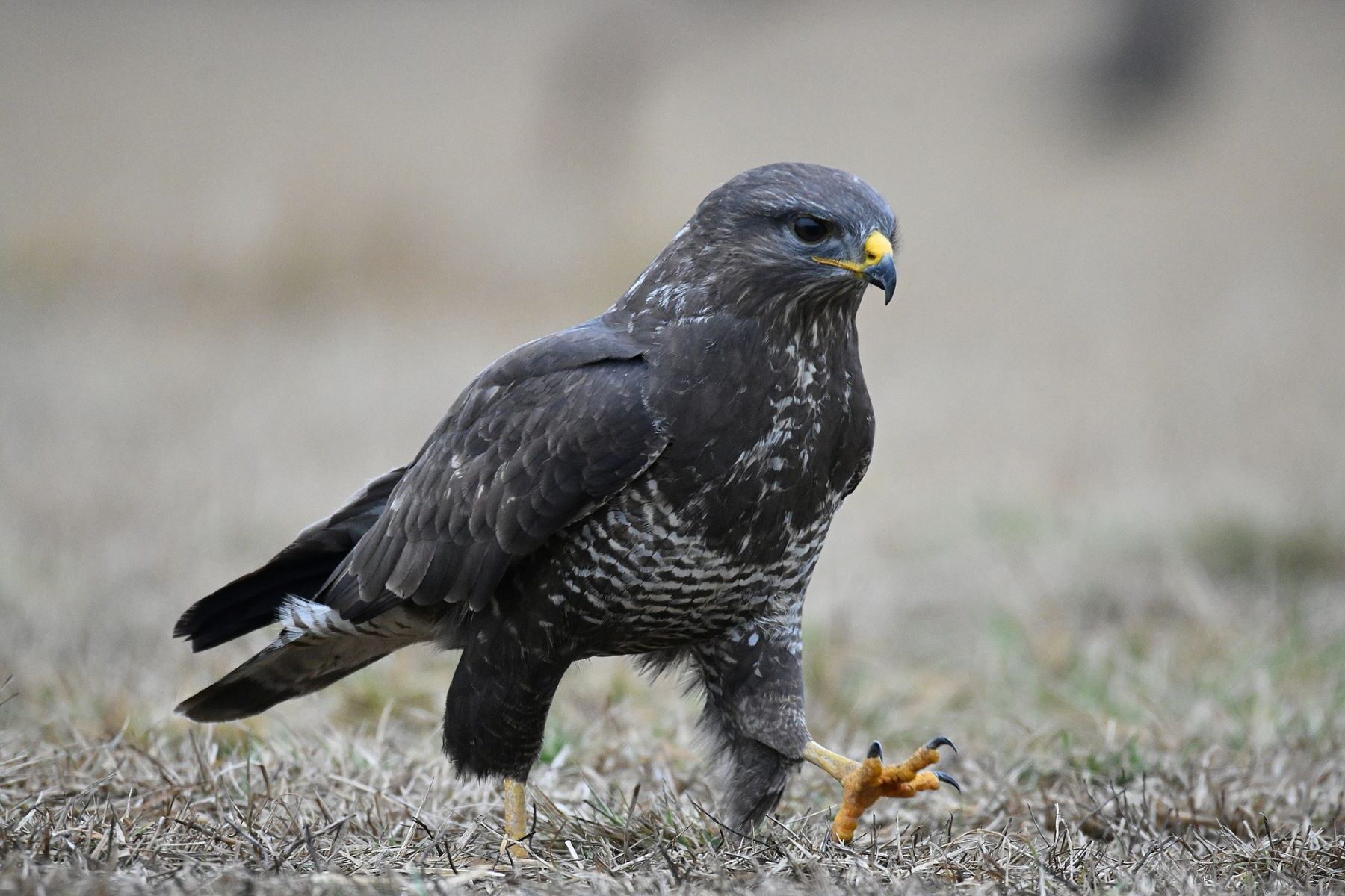 SEO/BirdLife explique le comportement du Busard cendré - Espèces ...