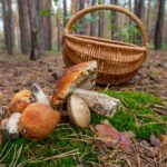 XXXIIe Conférence Mycologique à Ezcaray (La Rioja), pour les amateurs de champignons