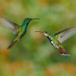 La COP16 sur la biodiversité ferme ses portes sans accords pertinents