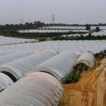 Les fruits rouges irrigués illégalement avec l'eau de Doñana seront commercialisés dans l'UE