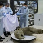 Grosse surprise due au bon état de conservation d'un « mammouth » qui vivait il y a 50 000 ans