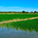 HortiGO2 (Global Omnium), favorise la récupération des rizières de l'Albufera de Valence