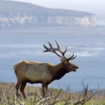 La clôture pour élans à Point Reyes est enfin en train de tomber