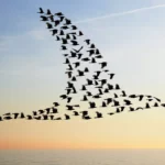 Ce n'est pas votre imagination : les oiseaux migrateurs se parlent