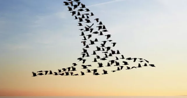 Volée d'oiseaux en formation d'oiseaux volant au-dessus de la mer.