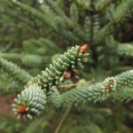 Des jeunes de Cordoue contribuent à la conservation du sapin espagnol de la Sierra de Líjar