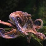 Ils découvrent l'origine de la dextérité inhabituelle des poulpes avec leurs tentacules