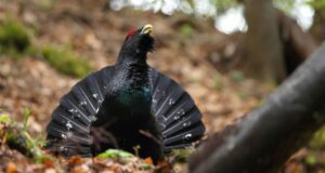 hábitat urogallos pirenaicos productos farmacológicos