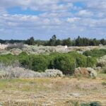 La « sauvagerie » du projet d'urbanisation « Rompido Este » (Huelva)