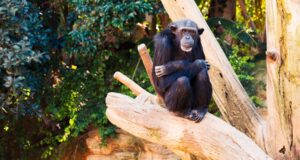 chimpancés micción contagiosa