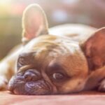 Chien à la santé fragile : les bons réflexes pour prendre soin de votre animal de compagnie !