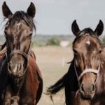 Ils condamnent deux agriculteurs de Coruña qui ont laissé 30 animaux mourir