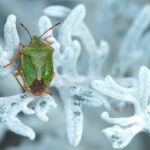 Insectes, hiver et changement climatique