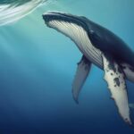 Journée mondiale de la baleine 2025