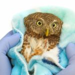 Le Xunta de Galicia collaborera avec le secteur ornithologique de Gallego
