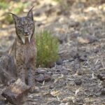 Le lynx ibérique déjà «Campa à l'aise» dans de nouveaux territoires de Palencia y Cuenca