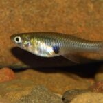 Le «poisson des moustiques» est une «espèce envahissante», mais aussi du plus «prêt» lors de la recherche de femelles et d'avoir des jeunes