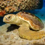 Les tortues de Bobas (Caretta Caretta) et d'autres espèces migratrices «naviguent» en utilisant le champ magnétique de la Terre