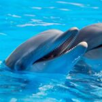 Que se passe-t-il avec les dauphins du zoo «fini» de Madrid