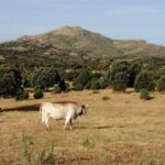 Sierra de Madrid: un exemple de «coexistence» entre le bétail étendu et la faune