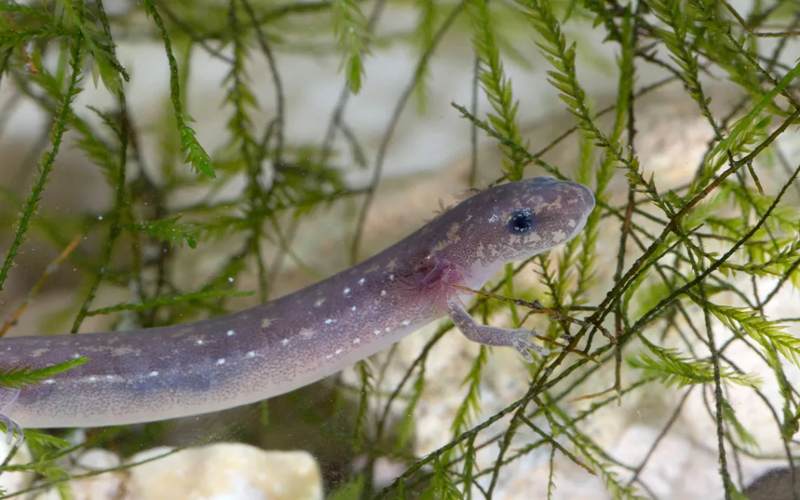 Une salamandre mauve avec des branchies externes, dans l'eau, devant des algues végétales vertes