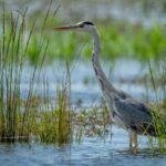 90% des mesures de «l'accord de Doñana» sont exécutées