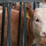 Abus des animaux: Brittany Ferries reprendra le transport des animaux vivants pour l'exportation