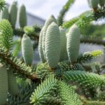 Actions de la Junta de Andalucía à «sauver» à Pinsapo ce qui est le danger d'extinction