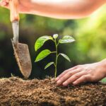Alicante Renace continue dans son travail de rétablissement des «espaces naturels»