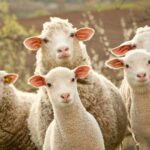 Cantabria «parie» pour leurs «races indigènes de moutons et de chèvres» pour la biodiversité