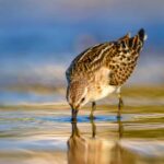 Ce qui manquait Doñana: perspectives de gaz naturel avec un risque sismique et des fuites de méthane