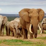 Comment faire face à des voyages de plus de «100 kilomètres par jour» les éléphants?