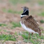 Congrès international sur les oiseaux Steppe du Paleártico 2025, du 25 au 29 mars à Ciudad Real