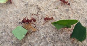 mutualismo especifico oruga hormiga