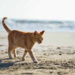 Controverse en raison de la campagne «lâche» des chats à La Graciosa (Lanzarote)