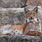 Deux nouvelles copies de la sortie de «Iberian Lince» dans le cadre du projet de réintroduction dans «El Cerrato» Paletino