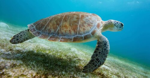 Deux nouvelles tortues «Boba» récupérées dans la libération de la ...