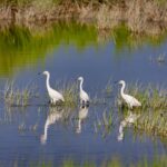 Doñana est une «référence» du pacte d'État par nature
